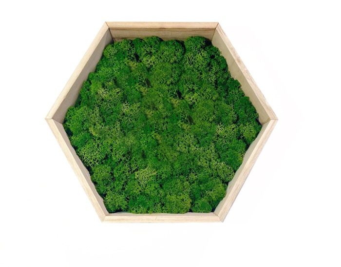 Green Moss Art on Hexagonal Wooden Frame