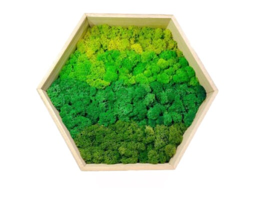 Mixed Green Moss on Hexagonal Wooden Frame