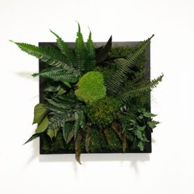 Flat & bulb moss with preserved plants on black frame