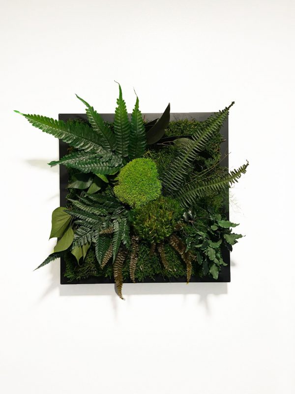 Flat & bulb moss with preserved plants on black frame